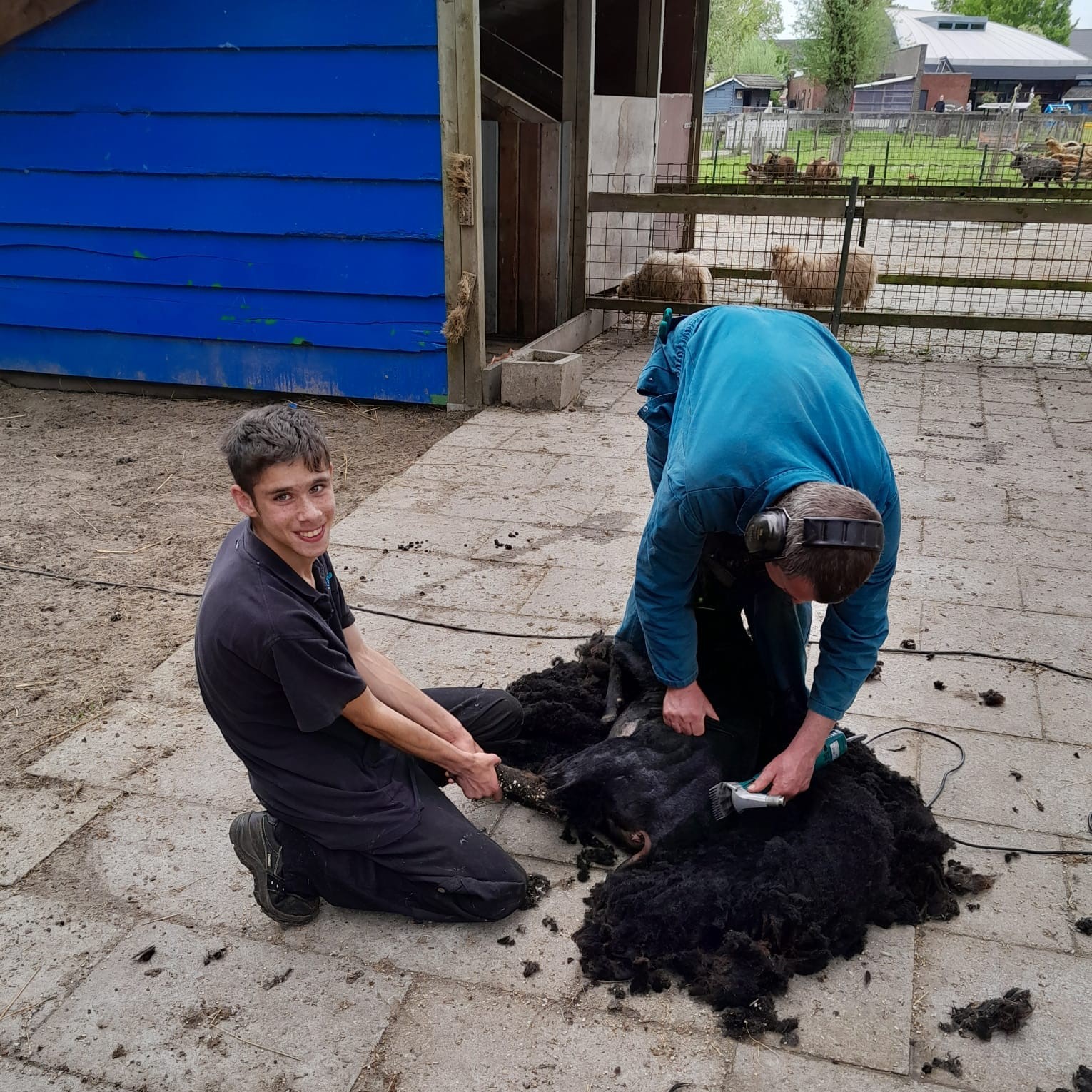 Schapen Scheren